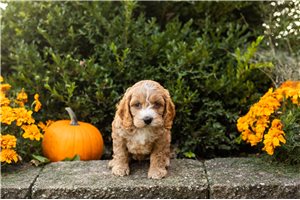 Lawrence - puppy for sale