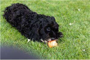 Mateo - Cockapoo for sale