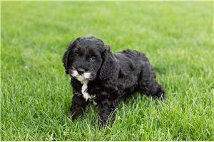 Mateo - Cockapoo for sale