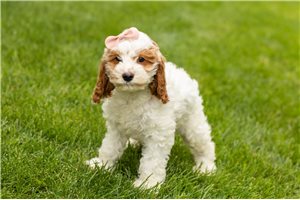 Jazzy - Cockapoo for sale