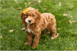 Lassie - puppy for sale