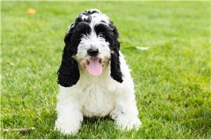 Jaxson - Cockapoo for sale