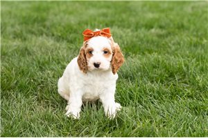 Jazzy - Cockapoo for sale