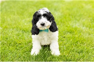 Jaxson - Cockapoo for sale