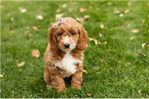 Larosa - puppy for sale