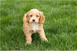 Mila - Cockapoo for sale