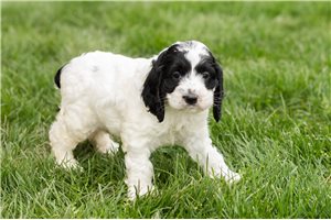 Jaxson - puppy for sale