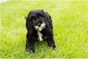 Mateo - Cockapoo for sale