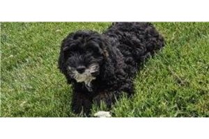 Mateo - Cockapoo for sale