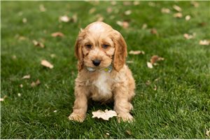 Legend - puppy for sale