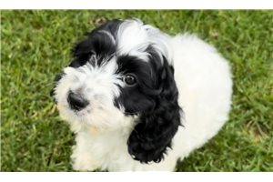 Jaxson - Cockapoo for sale