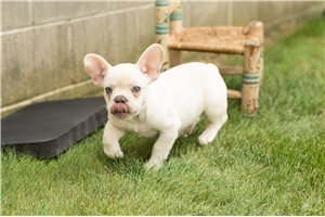 Leon - French Bulldog for sale
