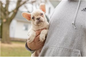 Mario - French Bulldog for sale