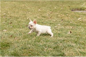 Margo - French Bulldog for sale