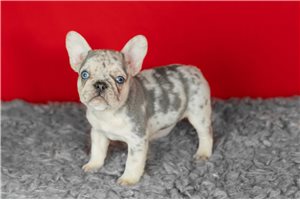 Madeline - puppy for sale