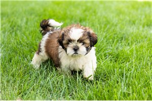 Murphy - Shih Tzu for sale