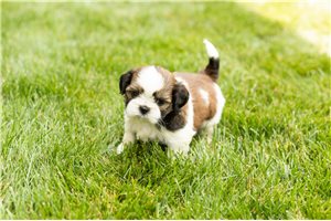 Monty - puppy for sale