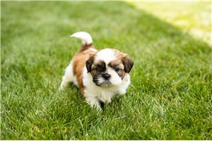 Muriel - puppy for sale