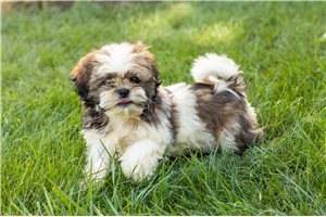 Marigold - puppy for sale