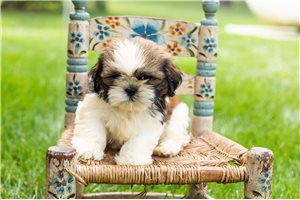 Monty - Shih Tzu for sale