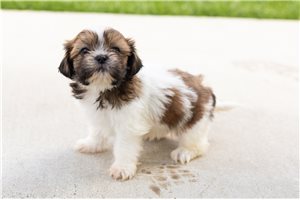 Jade - Shih Tzu for sale