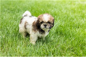 Marigold - Shih Tzu for sale