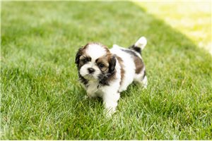Marigold - Shih Tzu for sale