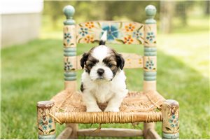 Murphy - puppy for sale