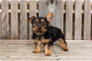 Otis - Yorkshire Terrier - Yorkie for sale