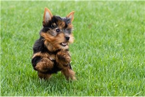 Kingston - Yorkshire Terrier - Yorkie for sale