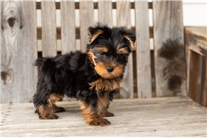 Newt - Yorkshire Terrier - Yorkie for sale