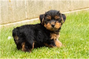 Kenny - puppy for sale