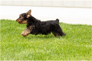 Kramer - Yorkshire Terrier - Yorkie for sale