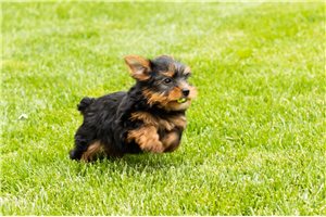 Kurt - Yorkshire Terrier - Yorkie for sale