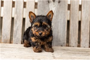 Owen - puppy for sale