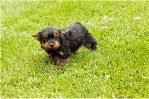 Kramer - puppy for sale