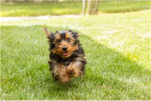 Kramer - Yorkshire Terrier - Yorkie for sale