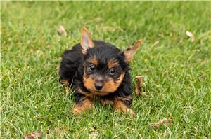 Kennedy - puppy for sale