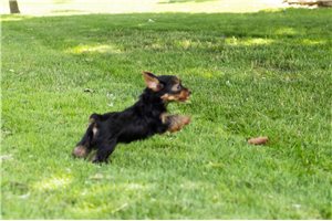 Kramer - Yorkshire Terrier - Yorkie for sale