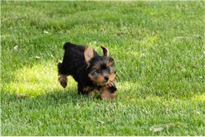 Kenny - Yorkshire Terrier - Yorkie for sale