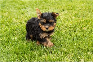Kassidy - puppy for sale