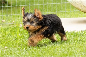 Kenny - Yorkshire Terrier - Yorkie for sale