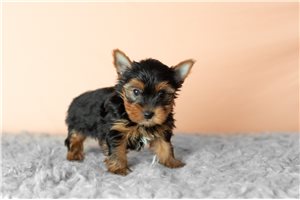 Kingston - Yorkshire Terrier - Yorkie for sale