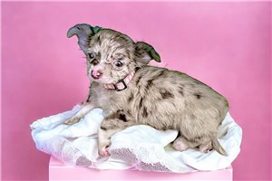 Winnie Tiramisu - Chihuahua for sale
