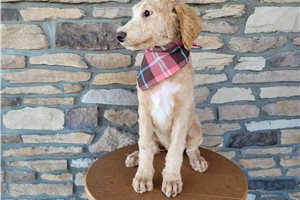 Enzo - Goldendoodle for sale