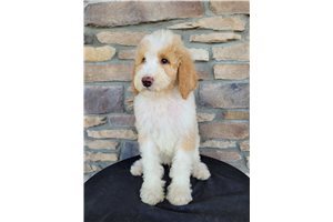 Gio - Goldendoodle for sale