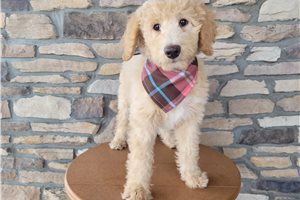 Enzo - Goldendoodle for sale