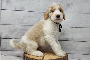 Emmanuel - puppy for sale