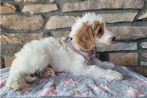 Delaney - Goldendoodle, Mini for sale