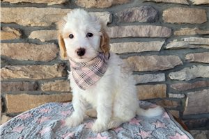 Danielle - Goldendoodle, Mini for sale